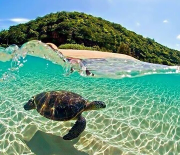 turtle island cruise